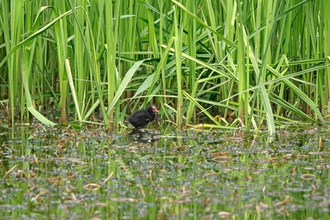 Common moorhen (Gallinula chloropus), May, Germany, Europe