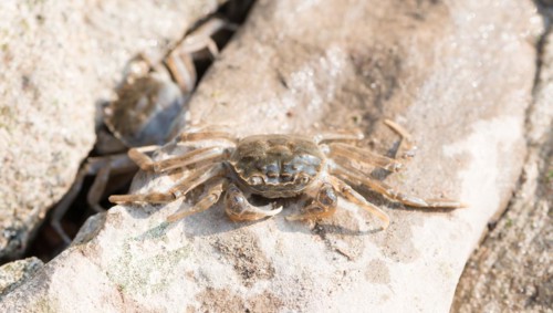 Chinese mitten crab (Eriocheir sinensis), invasive species, neozoon, crabs, juvenile, squatting in