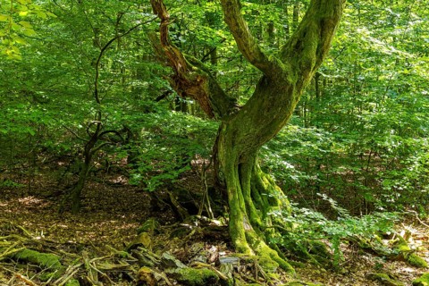 The Sababurg primeval forest, also known as the Reinhardswald primeval forest, is a nature and
