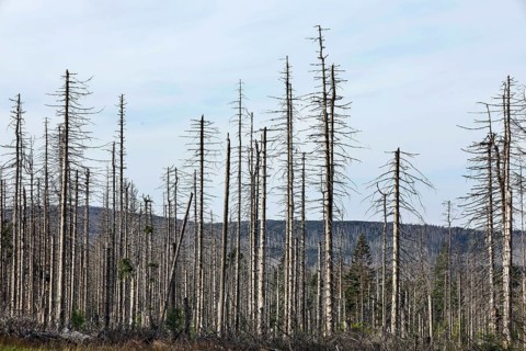 Dead spruce trees, due to infestation by bark beetles, Oderbrück, 19/07/2020