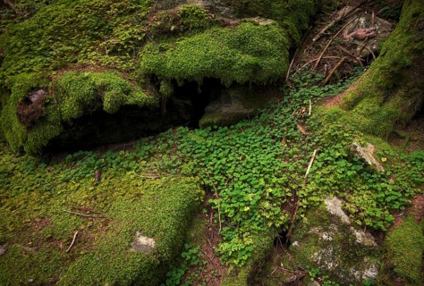 Clover leaves, clover, rock, tree trunk, roots, moss-covered, Taser Höhenweg, Schenna, Scena, South