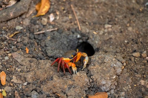Harlequin crab (Cardisoma armatum), Manuel Antonio National Park, Puntarenas district, Costa Rica,