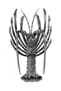 Caribbean langoustine, Palinurus argus, illustration from 1880, historical, digital reproduction of
