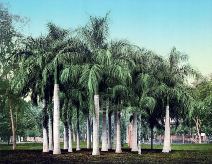 Cairo, Egypt, Sago palms at Esbekieh Garden, 1890, Historic, digitally restored reproduction from a