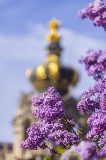 The lilacs bloom magnificently at the Zwinger moat, Dresden, Saxony, Germany, Europe