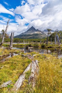 Swamp and dead trees on the way to Laguna Esmeralda, Tierra del Fuego Island, Patagonia, Argentina,