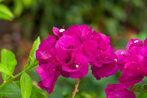 Flowering bougainvilleas (Bougainvillea), Botanical Garden, Erlangen, Middle Franconia, Bavaria,