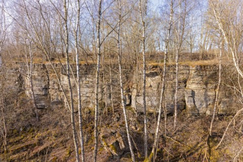 Rock face at an old disused limestone quarry with growing birch trees