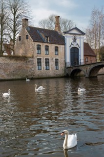 Swan on the Minnewater, city trip, UNESCO, religious, religion, old town, West Flanders, Flanders,