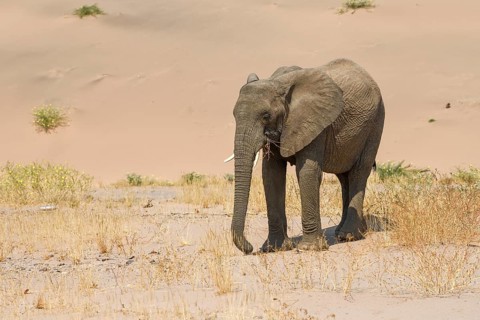 Desert elephant (Loxodonta africana) in front of a dune in the Huab dry river, Damaraland, Kunene
