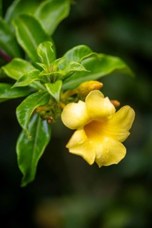 Yellow flower of a jungle bell or golden trumpet (Allamanda cathartica), Alajuela province, Costa