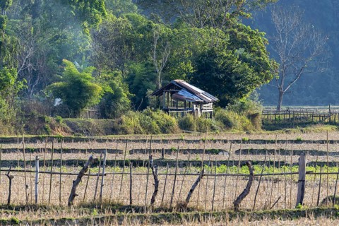 Harvested rice paddies with a small hut, Vang Vieng, Vientiane province, Laos, Asia
