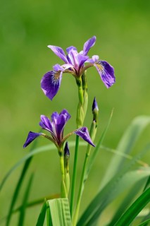 American marsh iris (Iris versicolor), flower, in bloom, at a pond, Ellerstadt, Germany, Europe