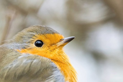 Close-up of a robin (Erithacus rubecula) with orange breast plumage against a blurred background,