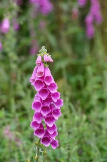 Common foxglove (Digitalis purpurea), flowers, close-up, from the plantain family, highly toxic,