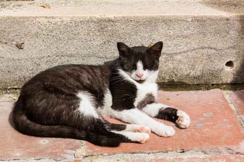 Close-up of black and white feral Felis catus - Cat resting on a terracotta stone step, Old Town of