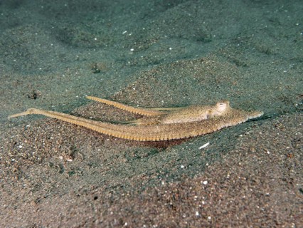 Flat lying marbled octopus (Amphioctopus aegina) with long tentacles on the sandy bottom, dive site