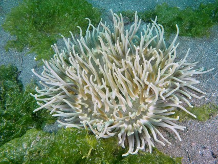 A sea anemone with long white tentacles, corkscrew anemone (Macrodactyla doreensis), surrounded by
