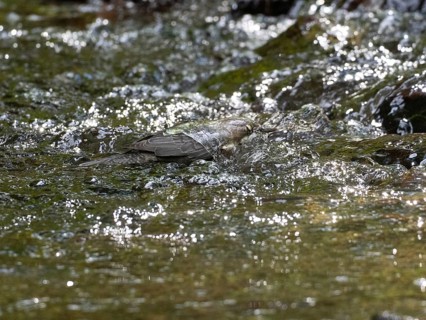 Common Dipper (Cinclus cinclus), adult bird walking through shallow water in a hill stream, with