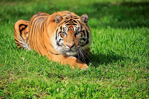 Sumatran Tiger (Panthera tigris sumatrae), adult male alert, Sumatra
