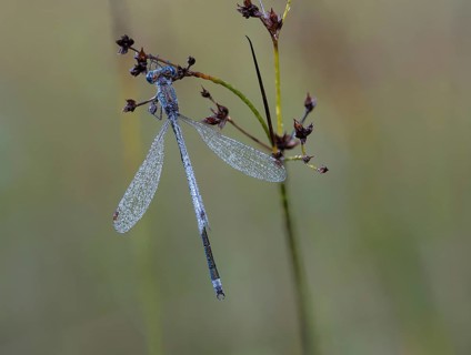 Emerald Damselfly (Lestes sponsa) sits on a rush stalk, the first rays of sunlight dry the wings,