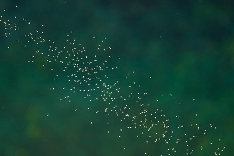 Mosquitoes in backlight with blurred green background, summer, Germany, Europe
