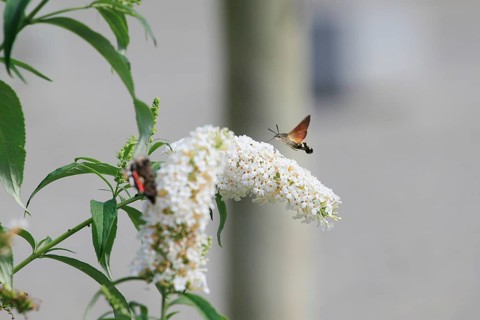 Dove tail (Macroglossum stellatarum), September, Saxony, Germany, Europe