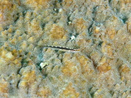 A small fish, yellow spotted dwarf goby (Eviota sebreei) on a stony coral, dive site Sweet Reef,