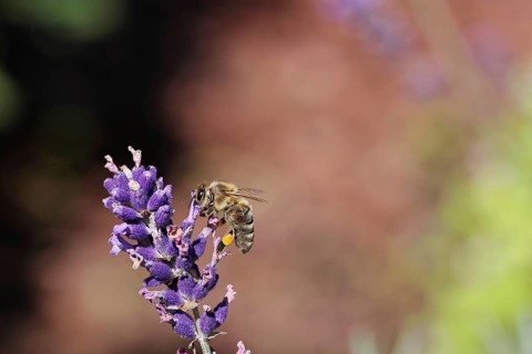 European honey bee (Apis mellifera), collecting nectar from a flower of lavender (Lavandula