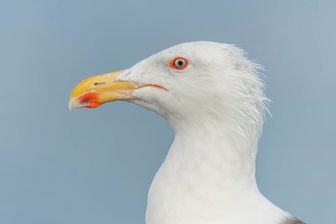 Lesser Black-backed Gull (Larus fuscus) portrait in a harbour on the Atlantic coast. Camaret,