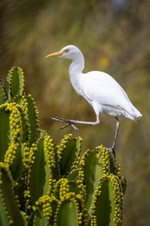 Cattle egret (Bubulcus ibis) on cactus hunting for flies, foraging, hunting, flowering cacti,