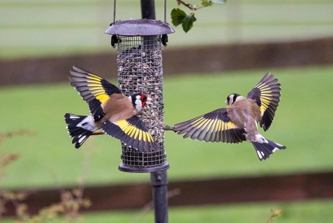 European Goldfinch (Carduelis carduelis), two adult birds fighting and squabbling over food, at