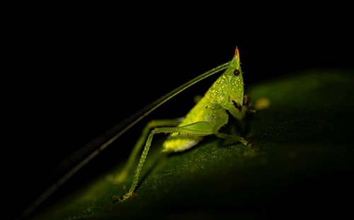 Green locust with horn, night, Costa Rica, Central America