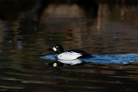 Common goldeneye (Bucephala clangula), Sweden, Europe