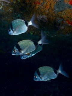 Four two-banded bream (Diplodus vulgaris) swimming in a dark underwater scene, dive site L'anse aux