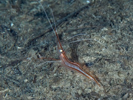 A reddish-brown shrimp with long antennae, unicorn shrimp (Plesionika narval), on the seabed in the