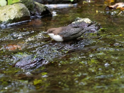 Common Dipper (Cinclus cinclus), adult bird walking through shallow water in a hill stream,