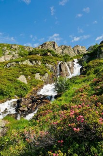 Alpine Wysse stream plunges over boulders into the depths, blooming alpine roses in the foreground,