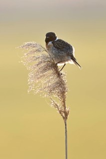 Stonechat (Saxicola rubicola), male sitting on reeds, Lake Neusiedl National Park, Seewinkel,