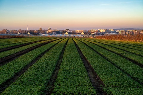 Agriculture cultivation of field lettuce, lamb's lettuce, on field, winter field, vegetables,