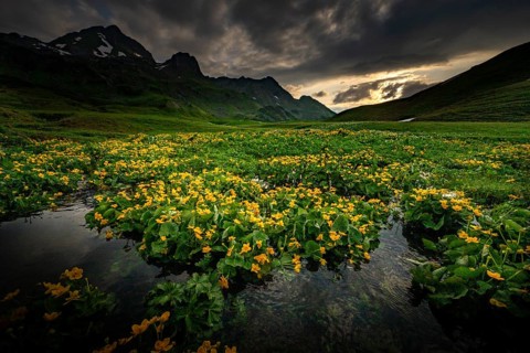 Summit in the morning light with dramatic clouds and marsh marigolds (Caltha) with stream in the