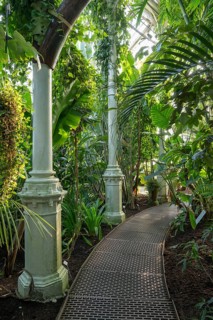 Narrow curved path made of iron plates leads through lush tropical vegetation, historic greenhouse,