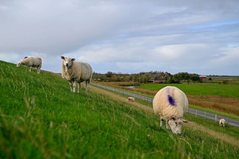Sheep on a dyke, Pellworm Island, Schleswig-Holstein Wadden Sea National Park, North Frisia,