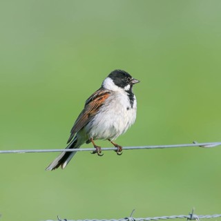 Reed bunting (Emberiza schoeniclus) male sitting on a wire fence, songbird, wildlife, Ochsenmoor,