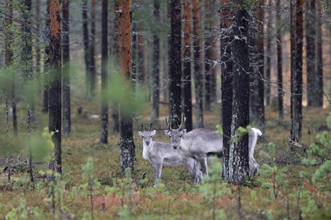 Reindeer (Rangifer tarandus) in the forest, Lapland, Finland, Europe