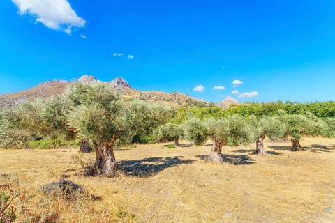 Centuries-old Olive grove, Preveli, Rethymno, Southern Crete, Crete, Greek Islands, Greece, Europe