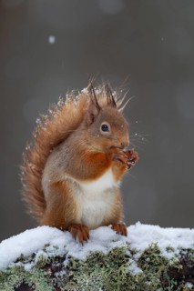Red squirrel (Sciurus vulgaris) adult animal feeding on a nut on a tree branch covered in snow in