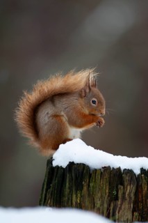 Red squirrel (Sciurus vulgaris) adult animal feeding on a nut on a tree stump covered in snow in