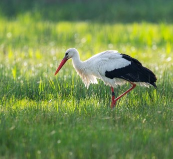 White stork (Ciconia ciconia) foraging in a meadow, spider threads on the grass, Lower Saxony,