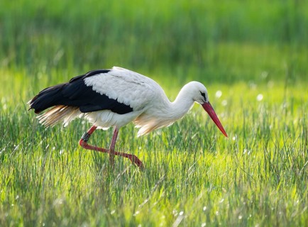 White stork (Ciconia ciconia) foraging in a meadow, spider threads on the grass, Lower Saxony,